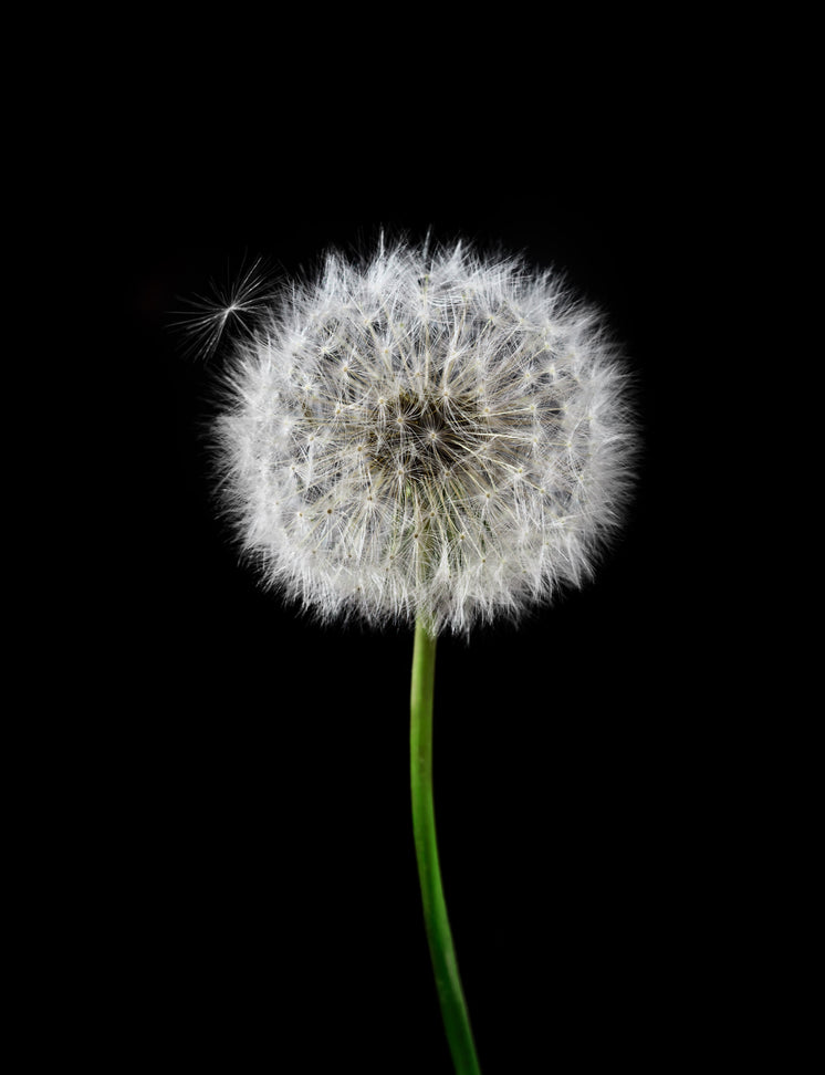 White Dandelion With A Green Stem Against Black