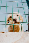 white dog looks through metal fence