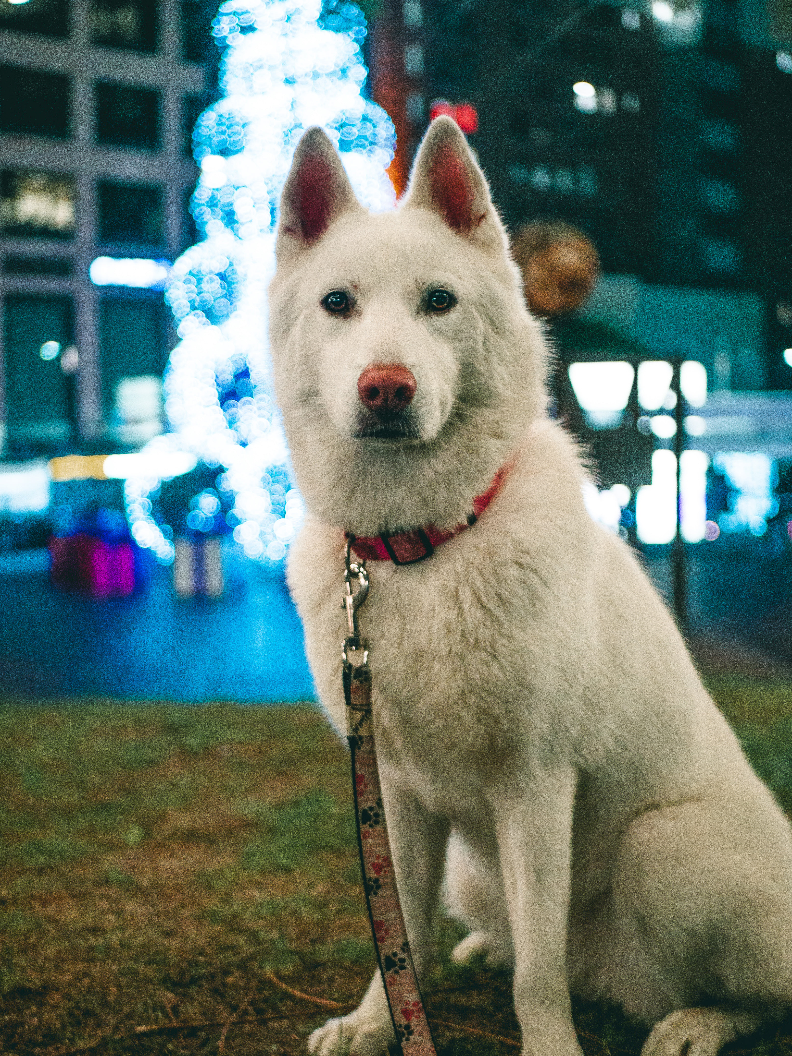 White Dog Sits Patiently For The Camera