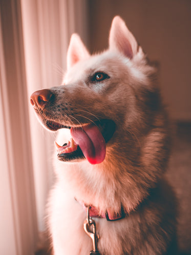 cão branco com língua pendurada