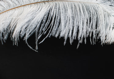 white feather hanging over a black background