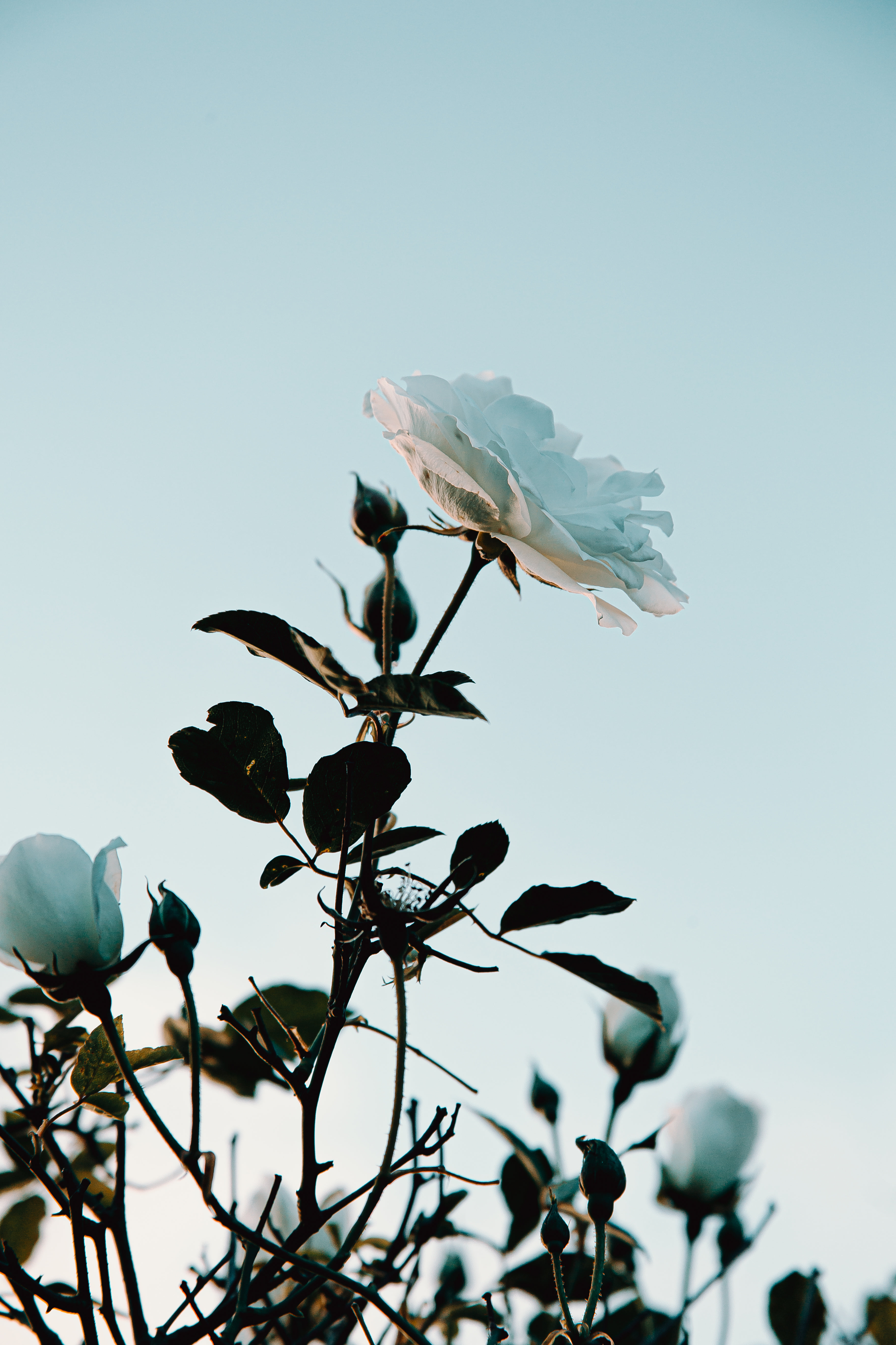 HD wallpaper: beautiful, hD Background, sky, white flower | Wallpaper Flare