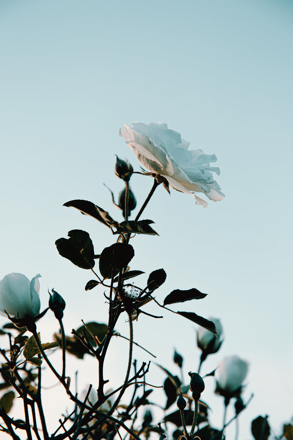 white flower blooming below a warm sunset