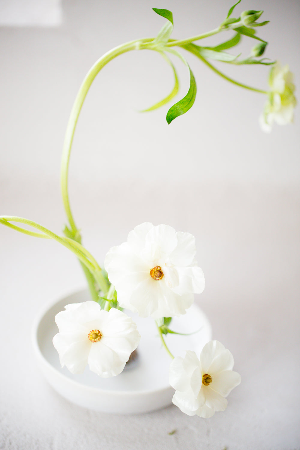 white flower white pot on table