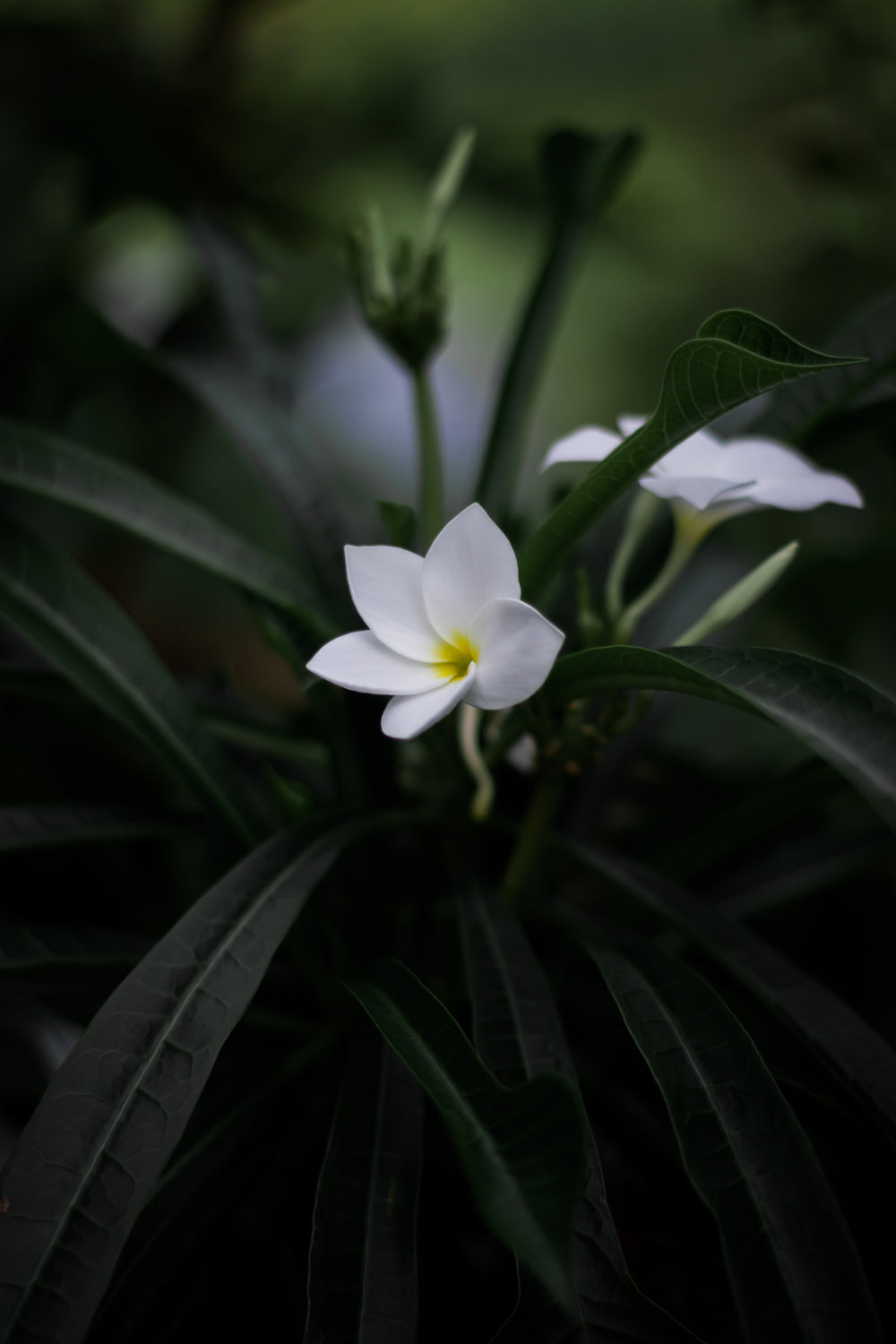 white flower with a yellow center blooming