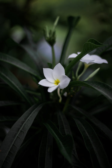 white flower with a yellow center blooming