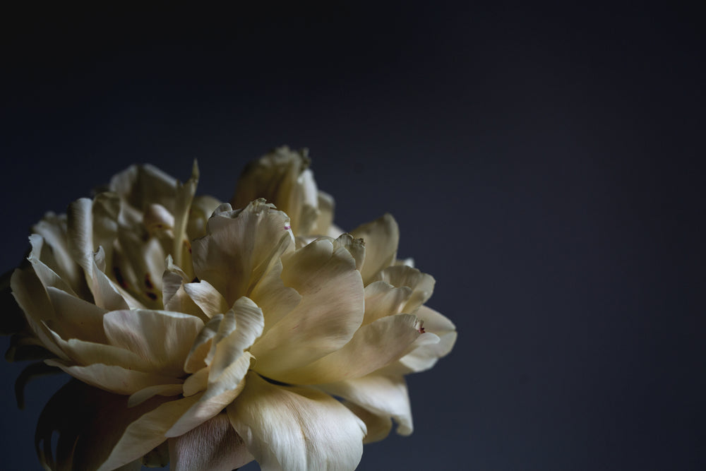 white flower with folded petals on blue background