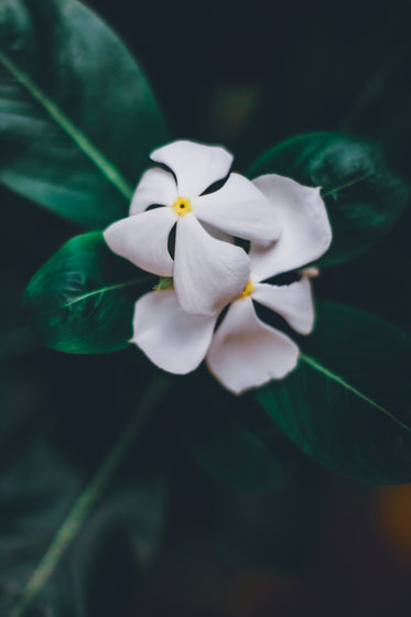 white flowers against dark leaves