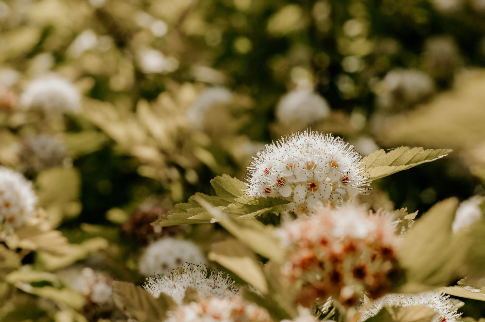 white flowers bursting with pollen