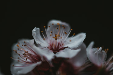 white flowers sit in the dark