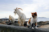 white goats and a white and black cat