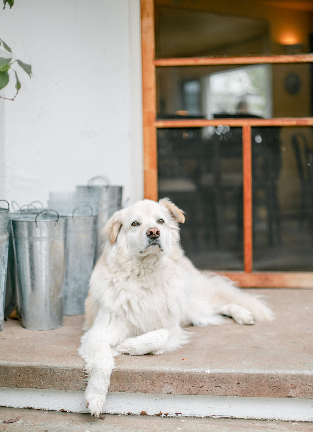 white golden retriever sat on door step