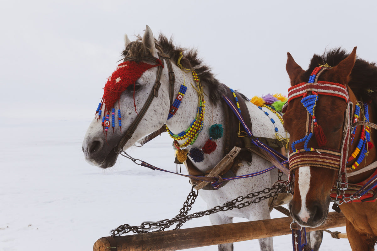 白色的马和棕色的马穿着五颜六色的装饰