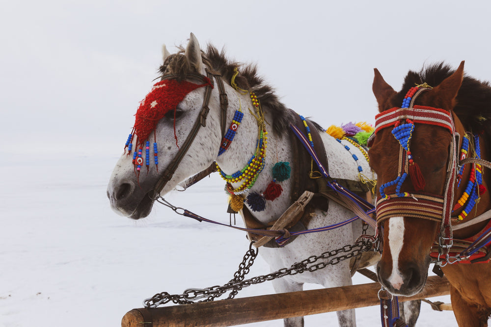 white horse and brown horse wearing colorful decoration