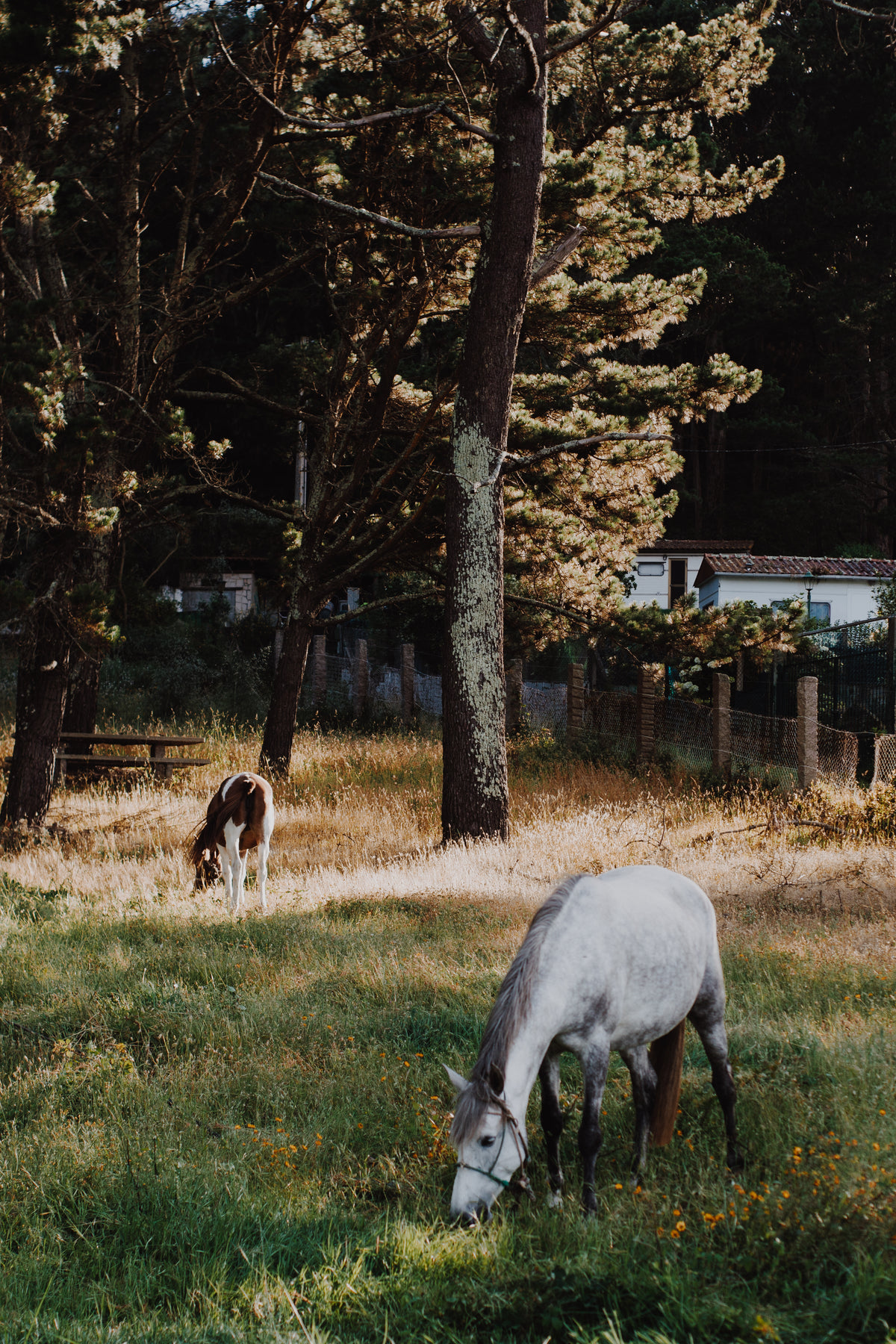 white horse grazing in a lush green field
