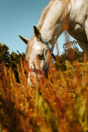 white horse having a snack