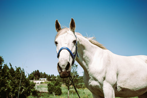 white horse with a blue bridle