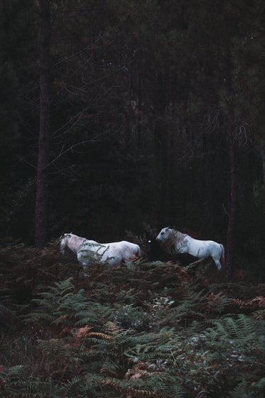 white horses in a lush forest