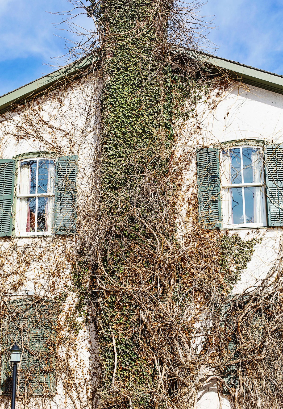 white house covered in vines