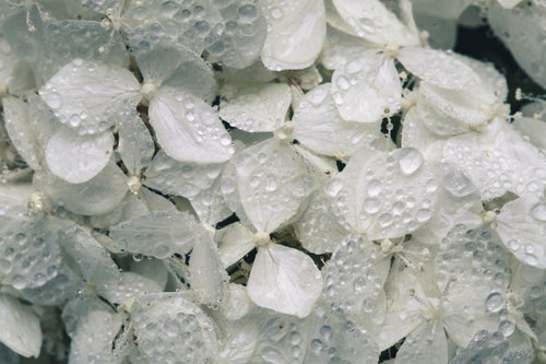 白色绣球花与水一起绽放