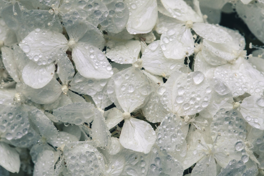 white hydrangea blossoms with water