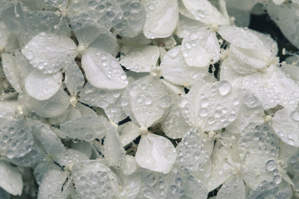 hortênsias brancas com água