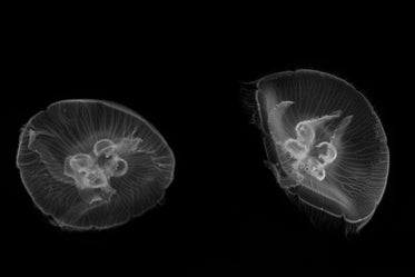 white jellyfish silhouettes on black background