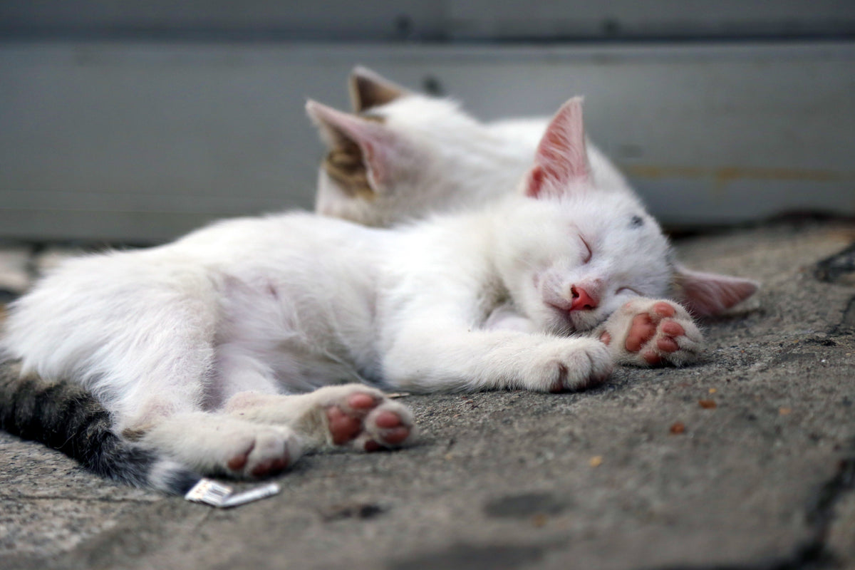 white kittens sleeping soundly on the concrete outside