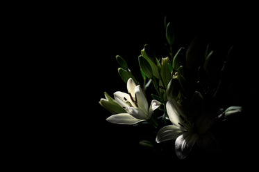 white lilies in beam of light