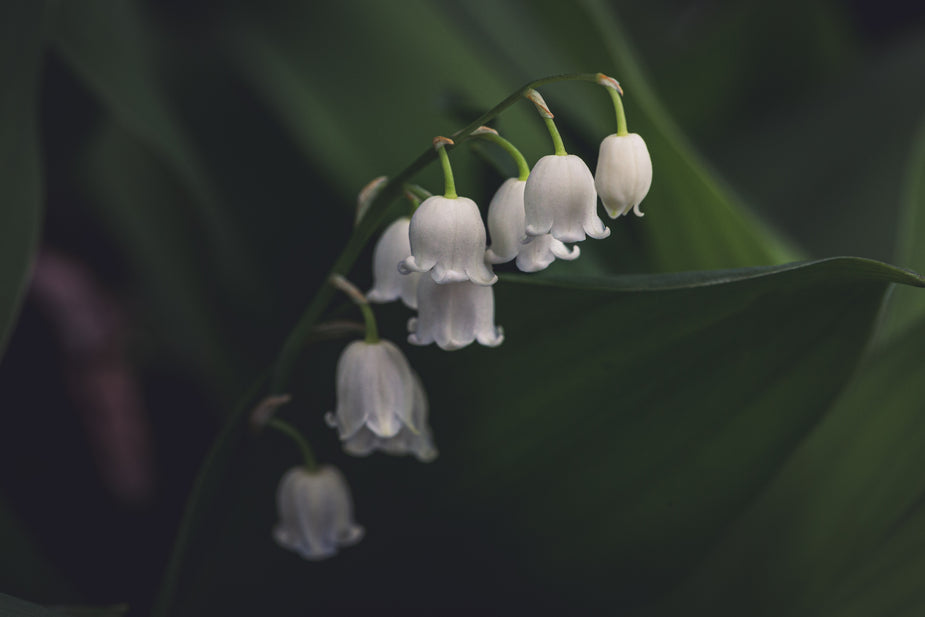Browse Free HD Images of White Lily Of The Valley Flower In Shadows