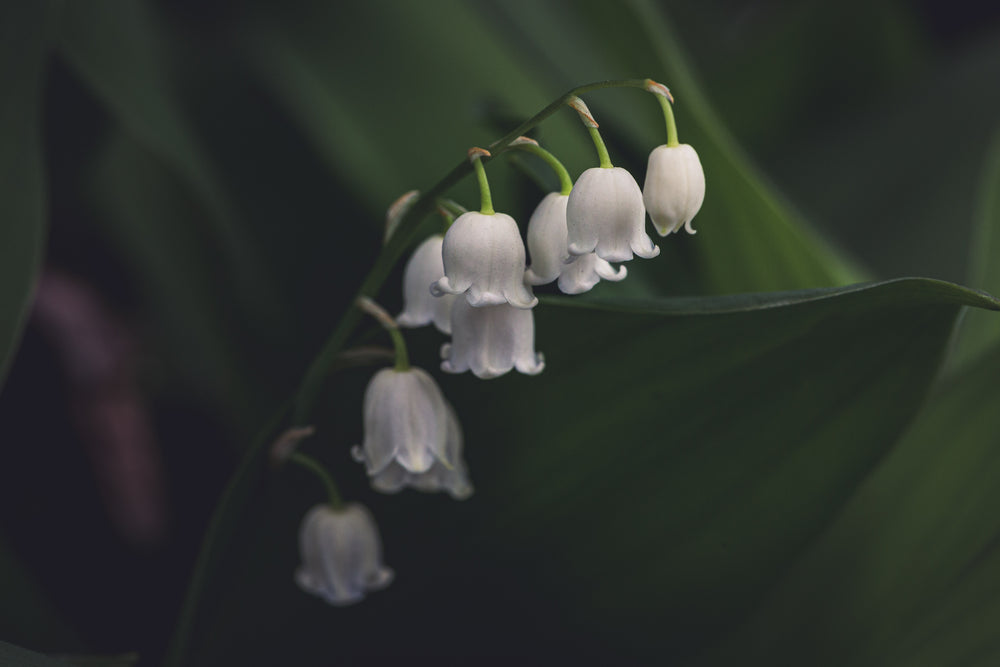 white lily of the valley flower in shadows
