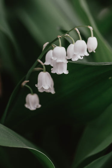 Browse Free HD Images of White Lily Of The Valley Flower