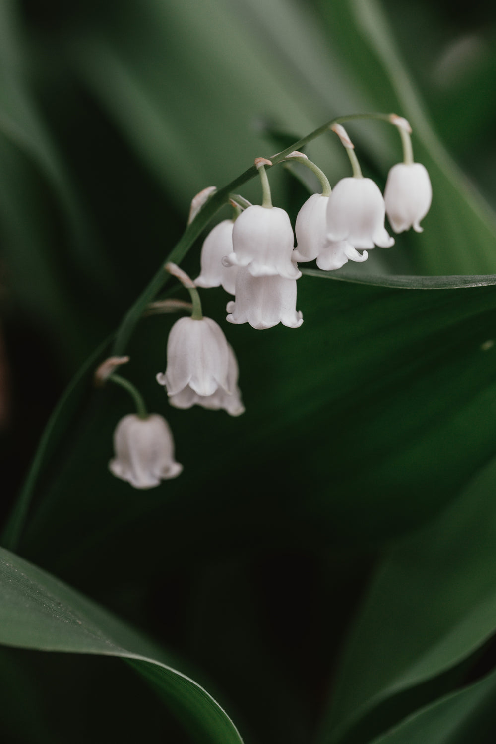 white lily of the valley flower