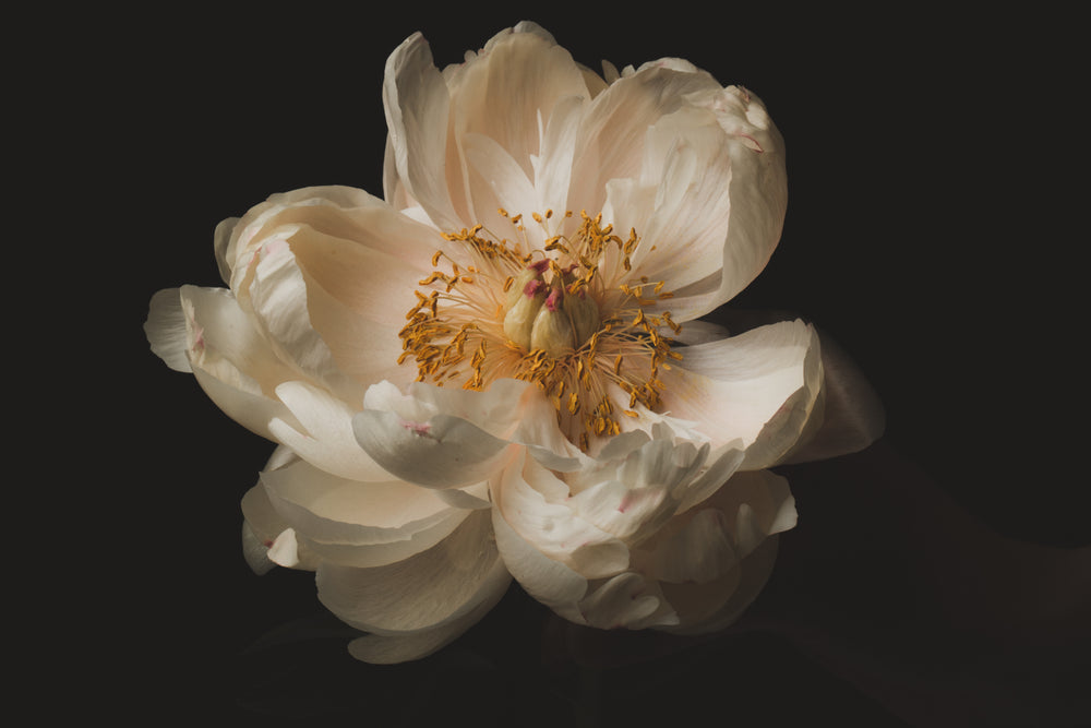 white peony blossom