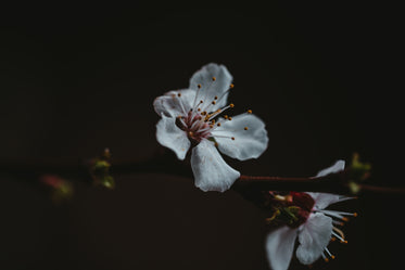 white petals of a flower bright against the dark