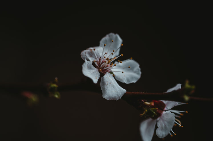 White Petals Of A Flower Bright Against The Dark