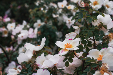 white petals with pink pigmentation and orange stamen