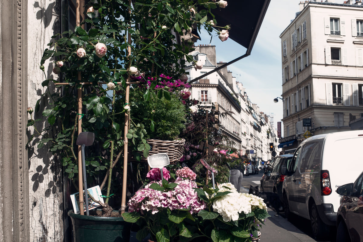 white pink and purple flowers outside a flower shop in paris