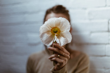 white poppy in hand