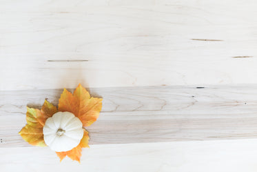 Free Stock Photo of White Pumpkin Flatlay — HD Images