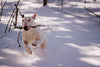 white pup playing winter fetch