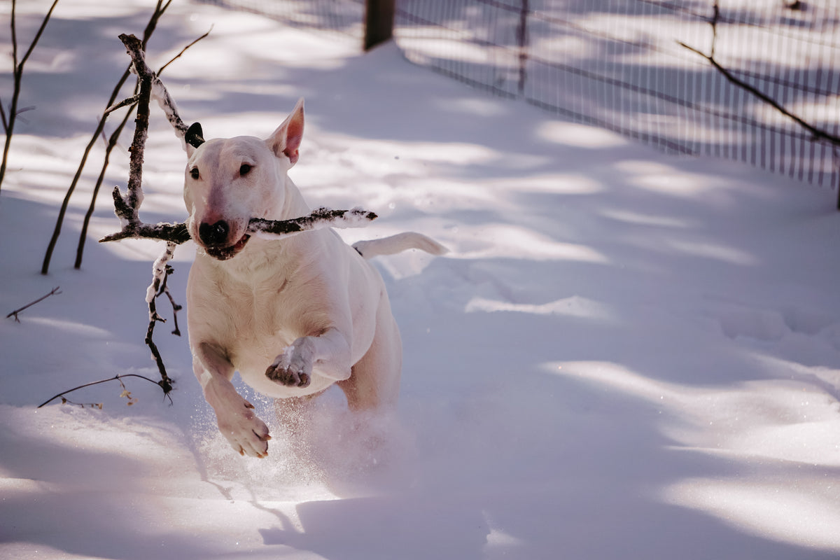 white pup playing winter fetch