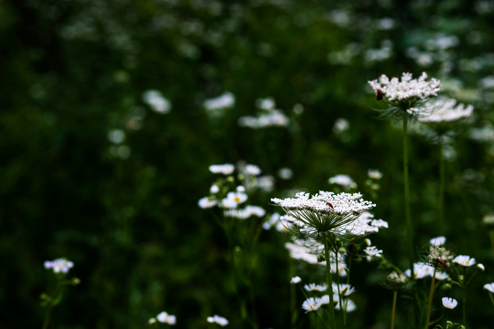 white queen annes lace against lush green foliage