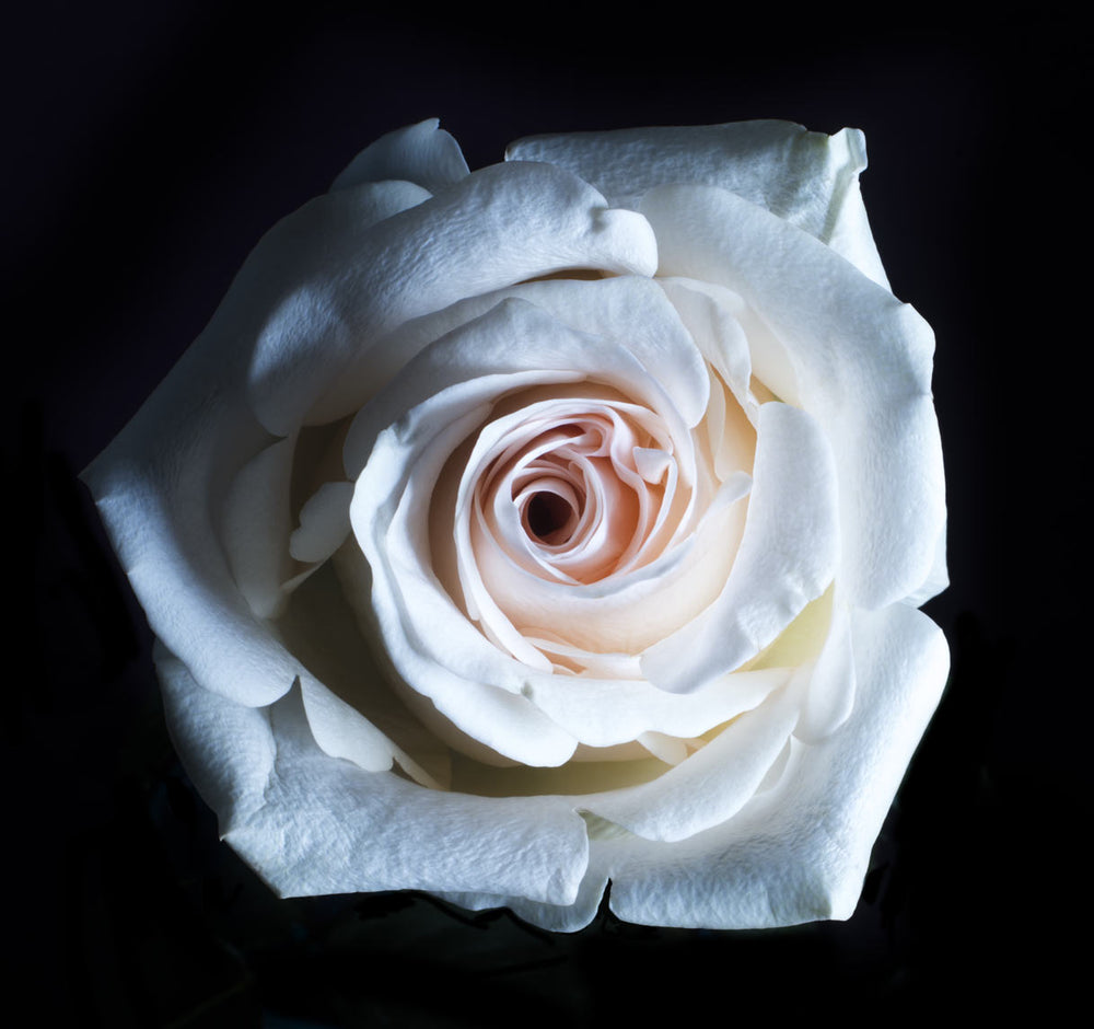 close up de rosa branca