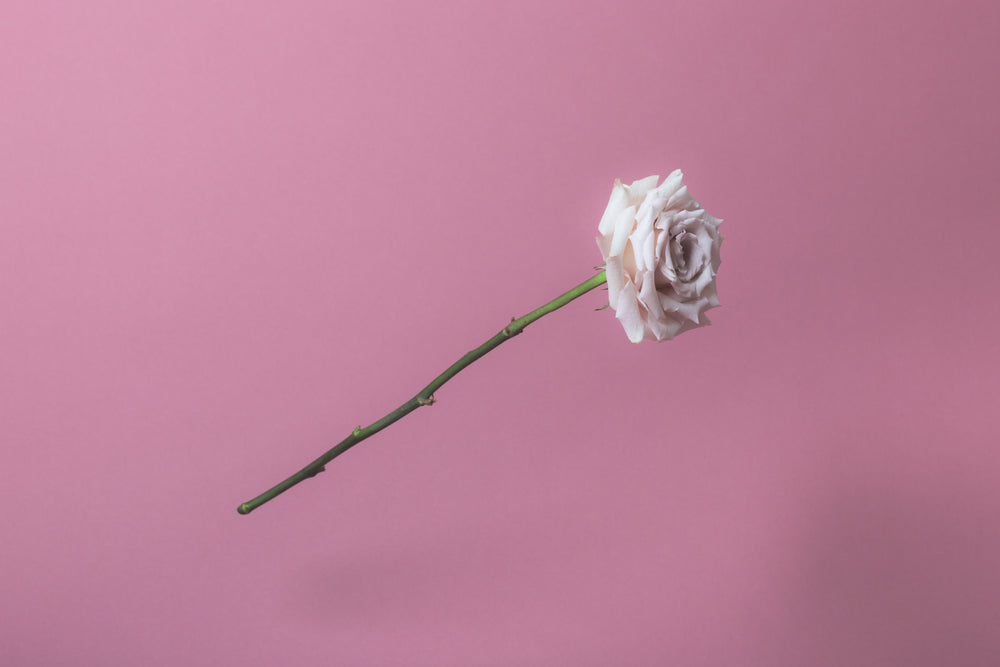 white rose on soft pink