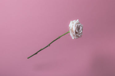 white rose on soft pink
