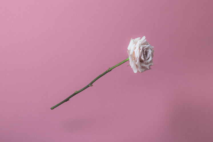 white-rose-on-soft-pink.jpg?width=746&amp;format=pjpg&amp;exif=0&amp;iptc=0