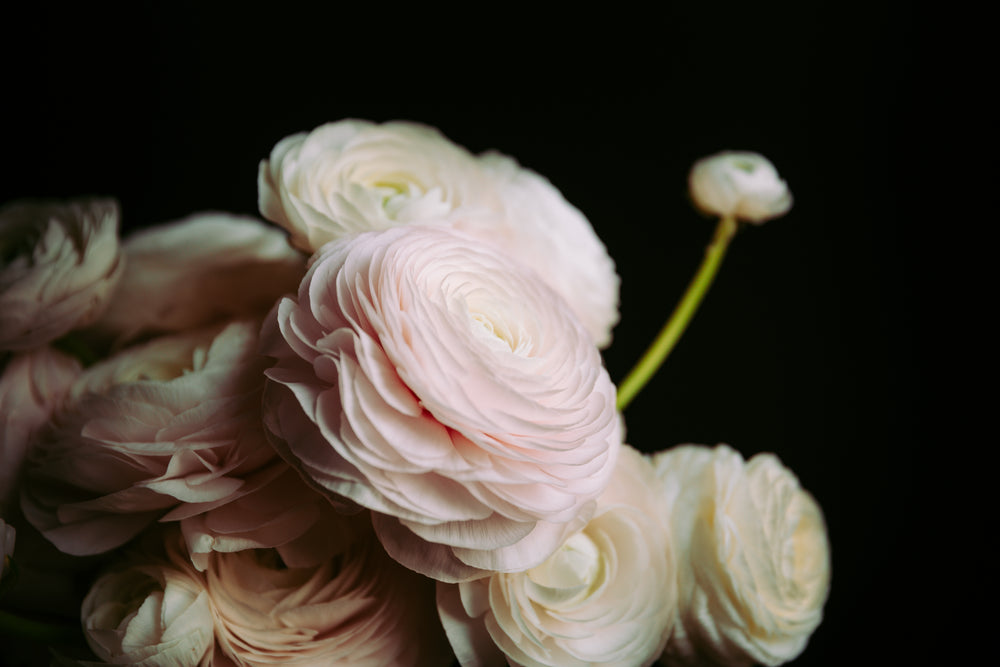 white roses against a black backdrop