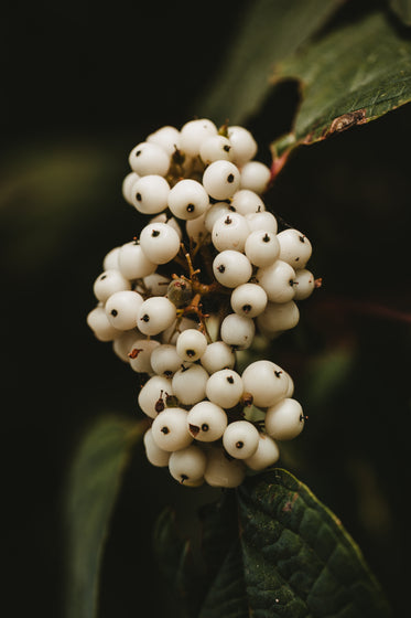 white round buds on branch