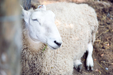 white sheep sleeping